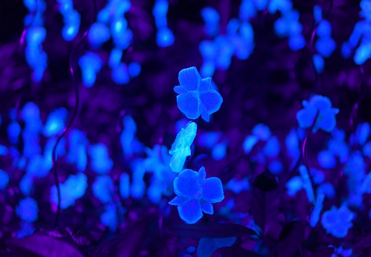 blue flowers rainforest lumina